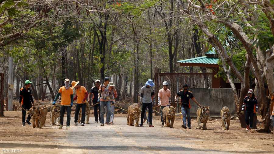 يوجد في المعبد البوذي نحو 100 نمر