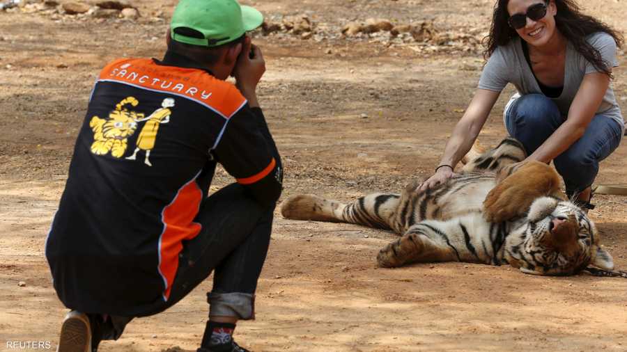 يستطيع السياح هنا تخطي المألوف في التعامل مع النمور