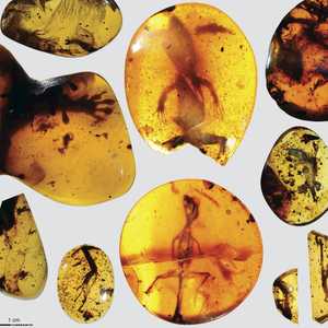 زواحف محفوظة داخل قطع من الكهرمان منذ ملايين السنين