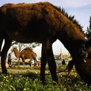 صورة أرشيفية لحمار