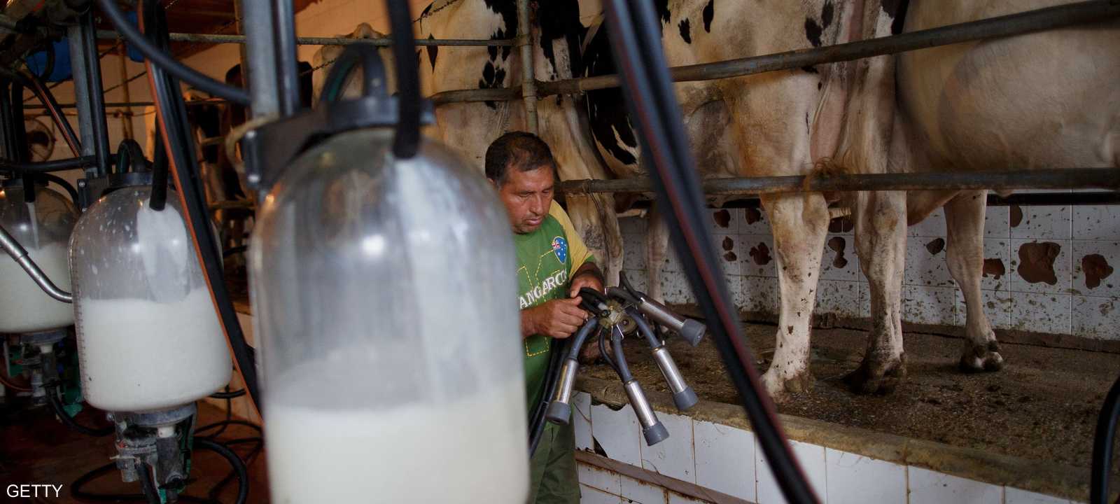 الدراسة أشارت إلى أن الحليب كامل الدسم يقلل فرص الإصابة بداء السكري