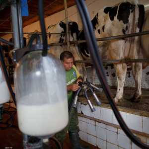 الدراسة أشارت إلى أن الحليب كامل الدسم يقلل فرص الإصابة بداء السكري