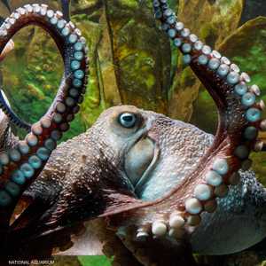 الأخطبوط الهارب