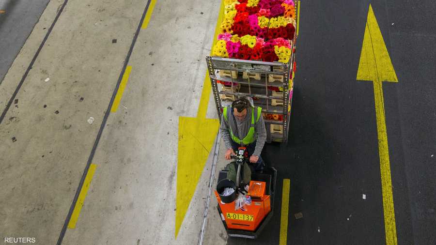 الورود في طريقها للتصدير