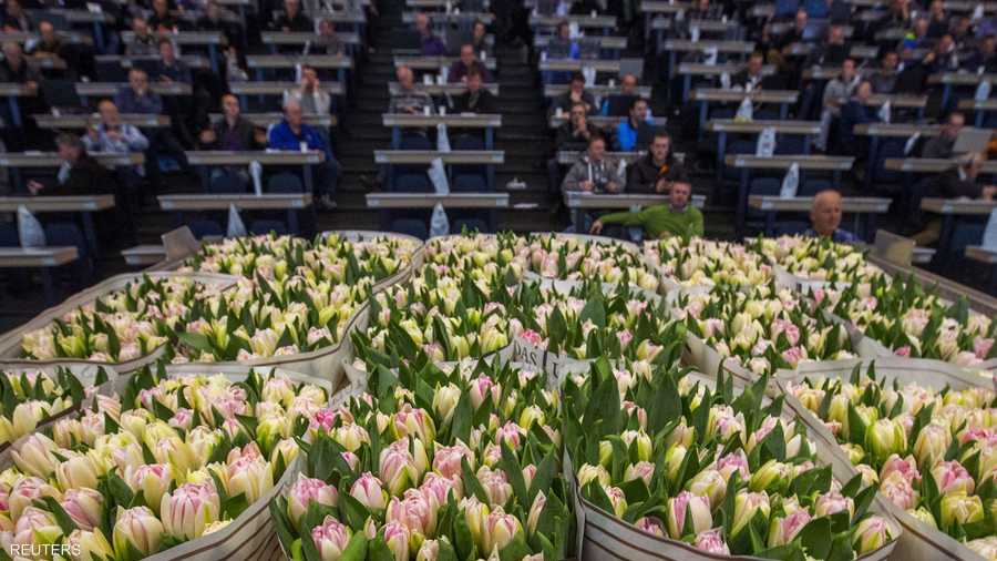 هولندا من أكبر مصدري الورود في العالم