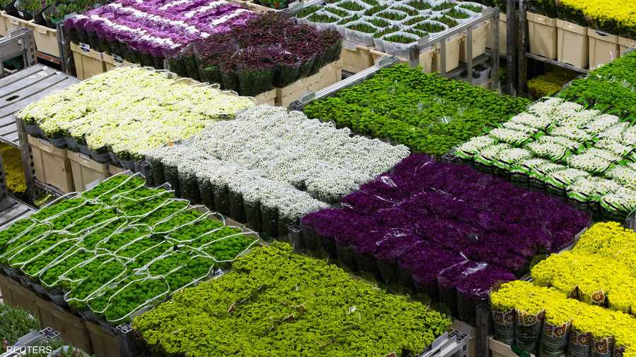 هنا أكثر من 2000 نوع من الورورد