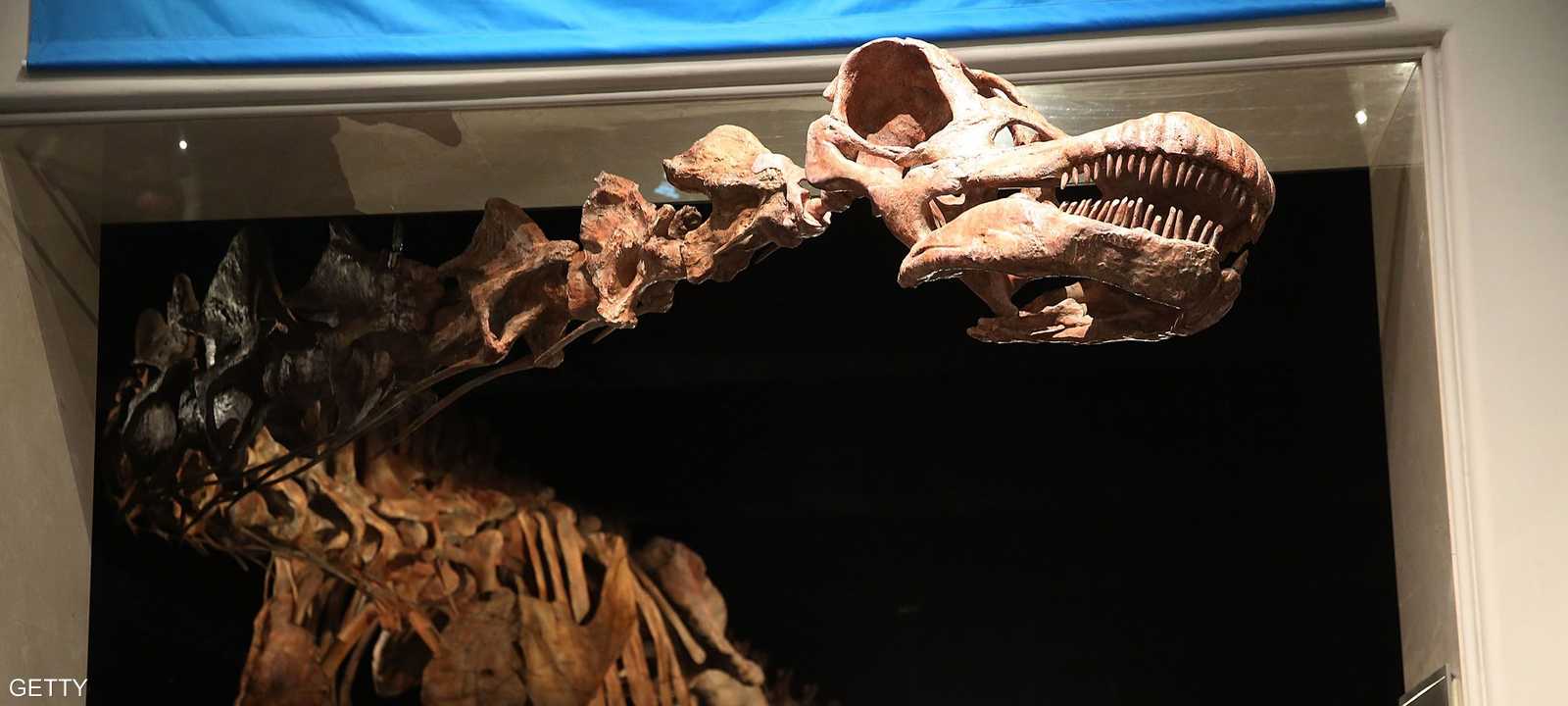 حفرية لإحدى الديناصورات