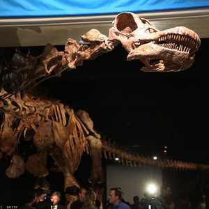 حفرية لإحدى الديناصورات