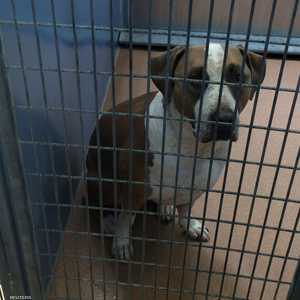 الكلب تم احتجازه من قبل إدارة الحيوانات بمقاطعة سان دييغو