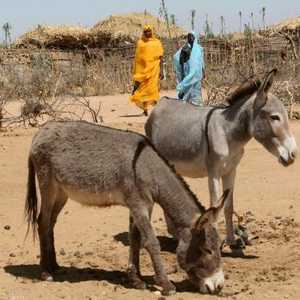 الشرطة تأكدت من تسبب الحمار بقتل الراحل