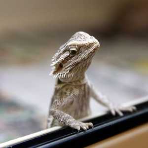 الزواحف مثل البشر تمر بمرحلة حركة أعين سريعة.