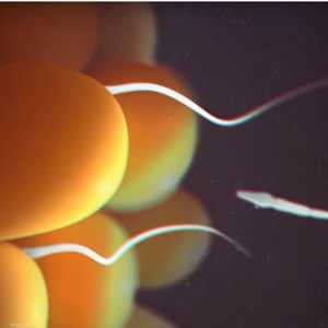 لحظة دخول الحيوان المنوي لتلقيح البويضة