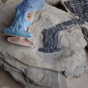 الكائن الذي أطلق عليه اسم "أتوبودينتاتوس"،  كان يقطن البحار ويماثل حجمه التماسيح ويتغذى على النباتات.