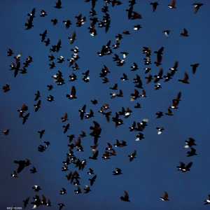 السرب الضخم أقلع وظل يحوم لمدة 30 دقيقة في وقت متأخر من مساء الخميس