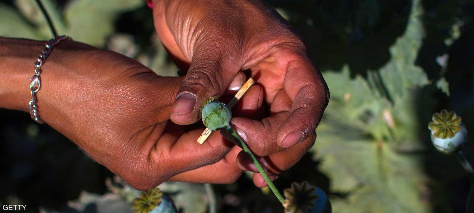 عقار الأفيون يستخرج من هذا النبات