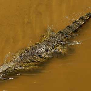 يصل طول تمساح النيل إلى 6 أمتار