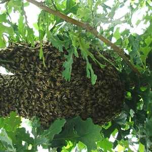 النحل الإفريقي