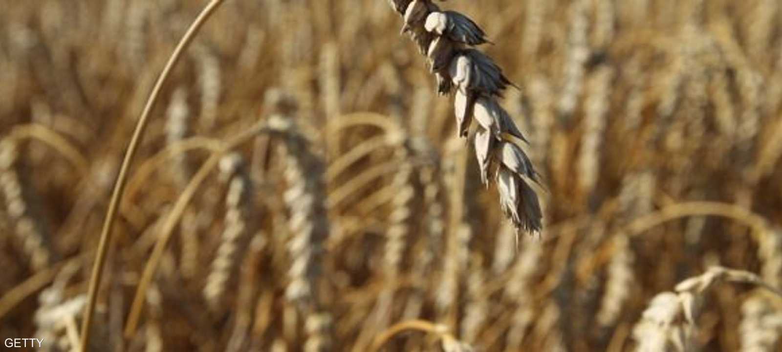 الحكومة المصرية أكدت مواصلتها شراء القمح المحلي