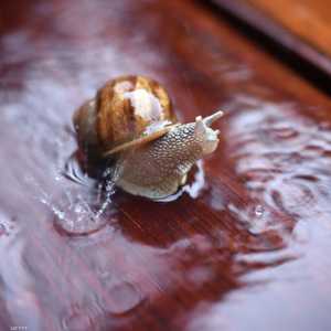 حيوان الحلزون يستخدم خليتين عصبيتين فقط لاتخاذ قرارات مهمة