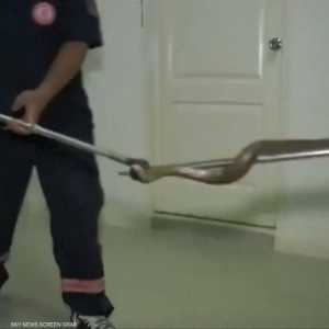 تايلاند.. للعمر بقية رغم سم الثعبان