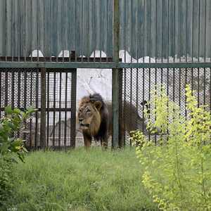 قال أحد مدربي المحمية إن الفتاة كانت "بمعنى الكلمة في فم الأسد"