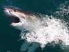 زيادة عالمية في عدد هجمات أسماك القرش عام 2023