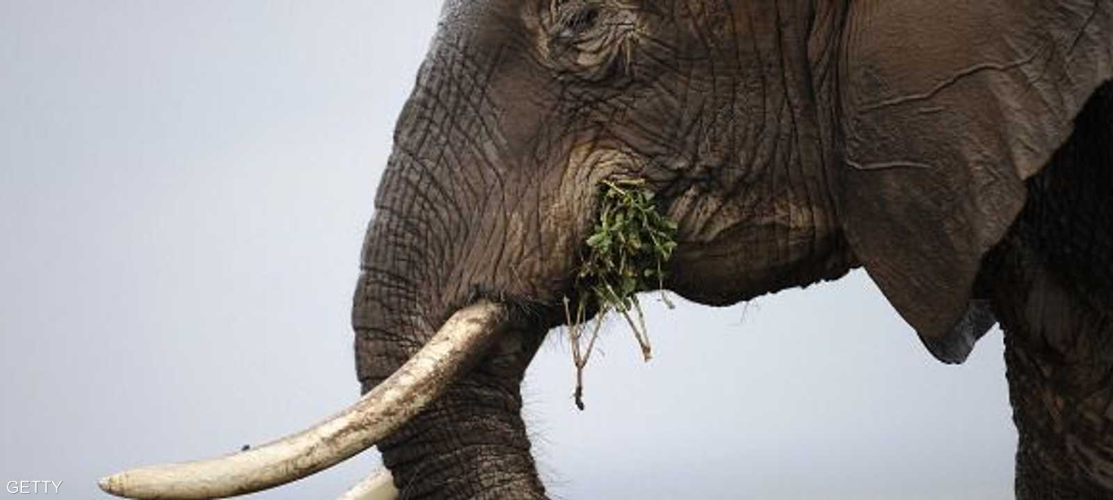 الصين لا تزال أكبر سوق في العالم لعاج الأفيال