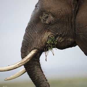 الصين لا تزال أكبر سوق في العالم لعاج الأفيال