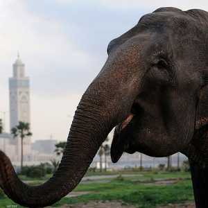 حجر الفيل تخطى الحواجز وقتل الطفلة المغربية- أرشيفية