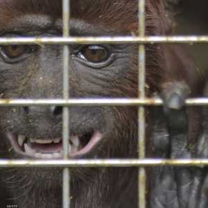 قرد - أرشيفية