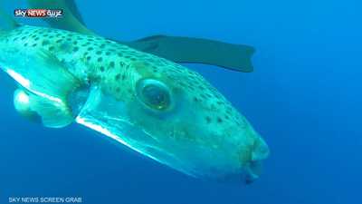 أسماك سامة تغزو البحر المتوسط