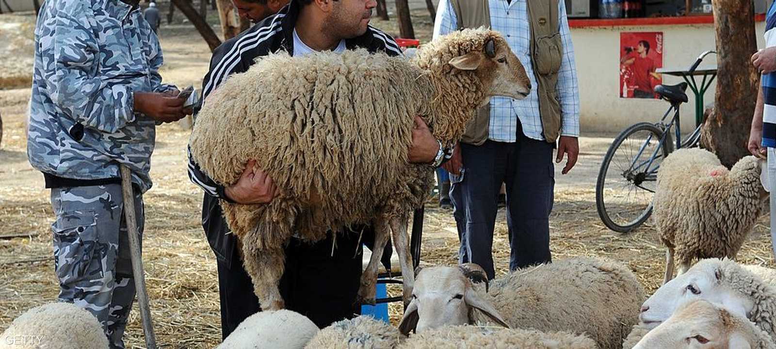 زادت أعداد الأضاحي في تونس هذا العام- أرشيفية