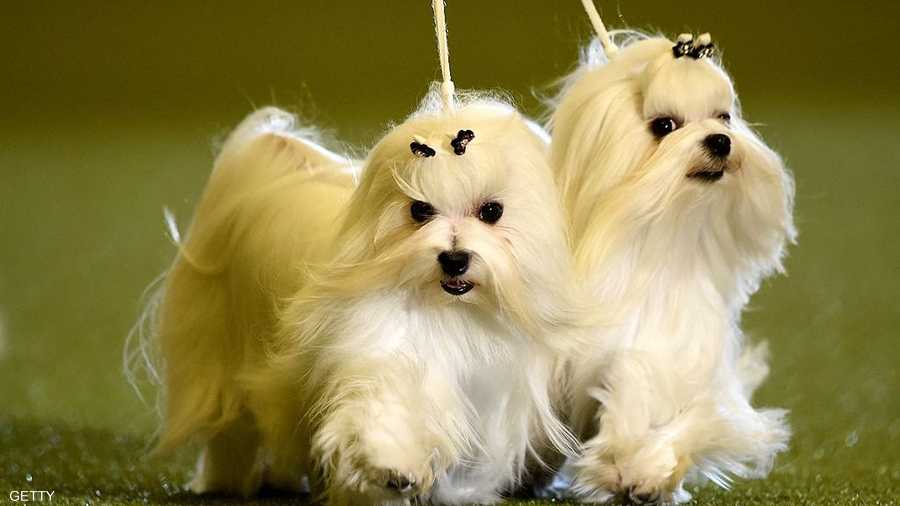 كلبتان من توع مالتيز المشهور تستعرضان أمام اللجنة