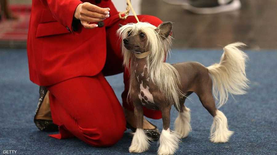 كلب صيني يستعد للعرض بشوق
