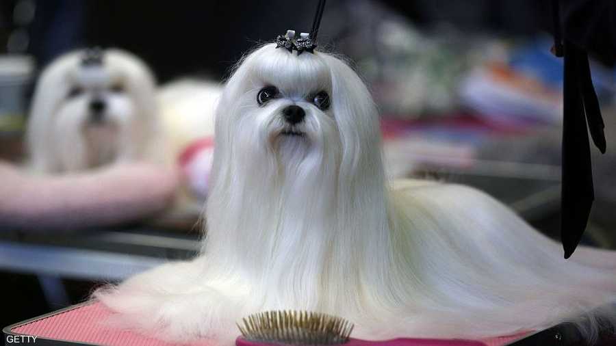 كلب من نوع مالتيز في جلسة فاخرة