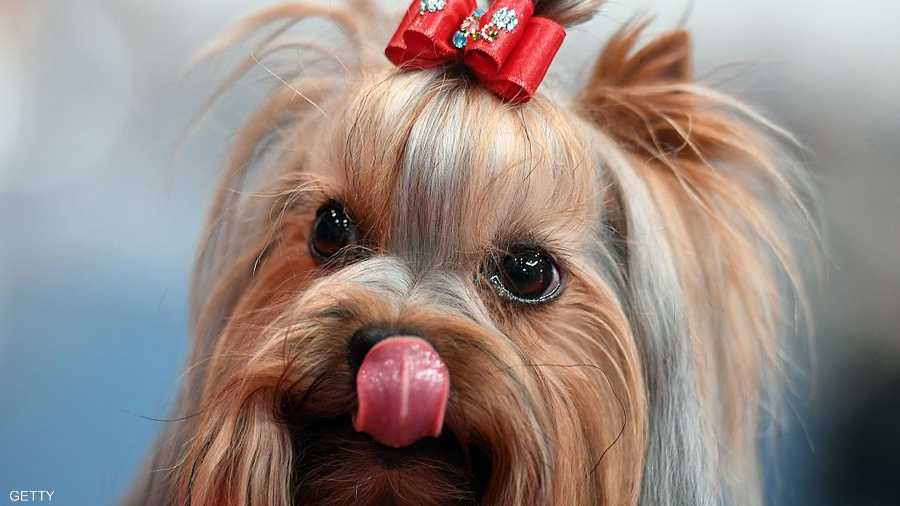 قصة شعر جريئة