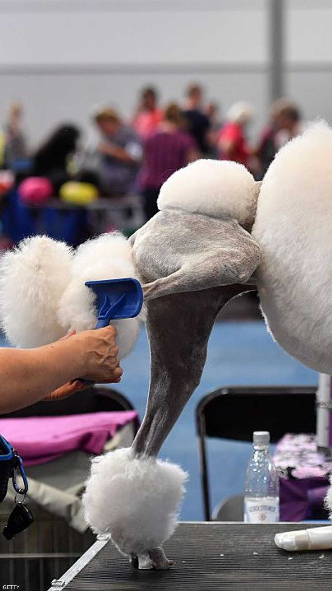 التحضيرات قبل المشاركة في المسابقة