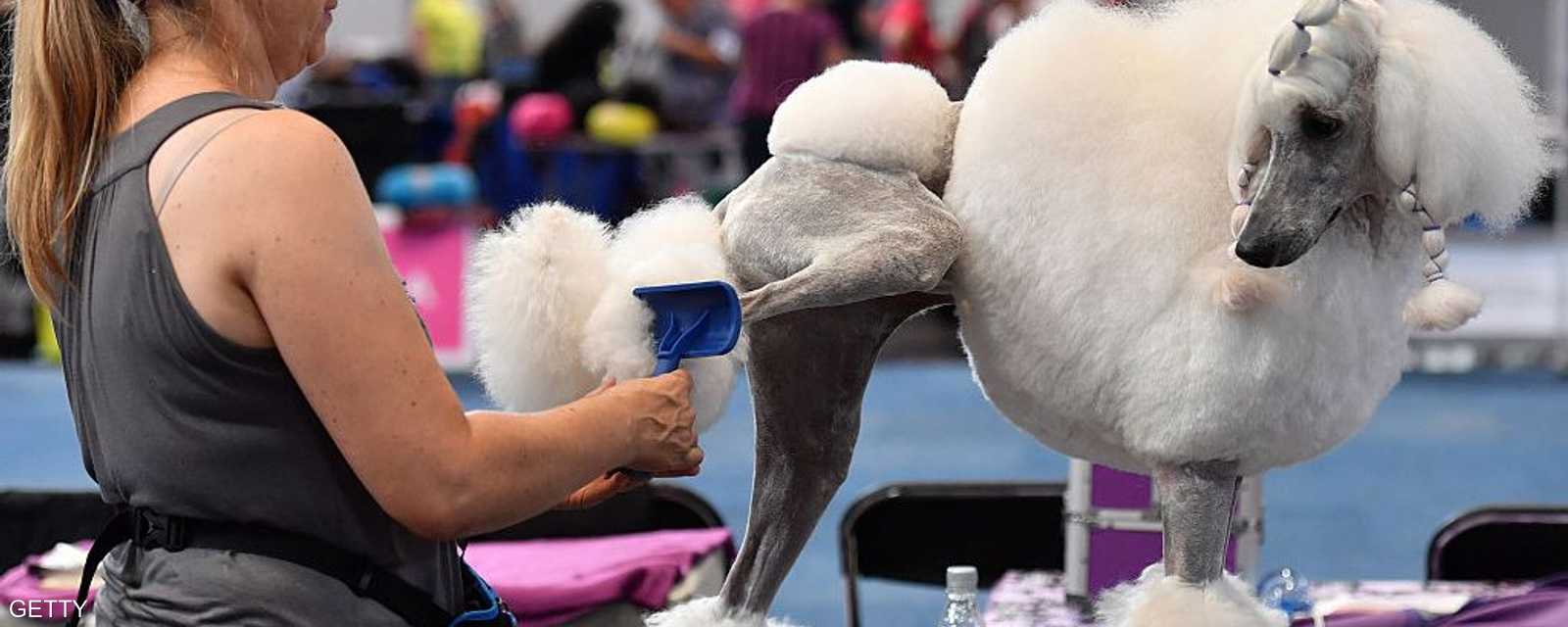 التحضيرات قبل المشاركة في المسابقة