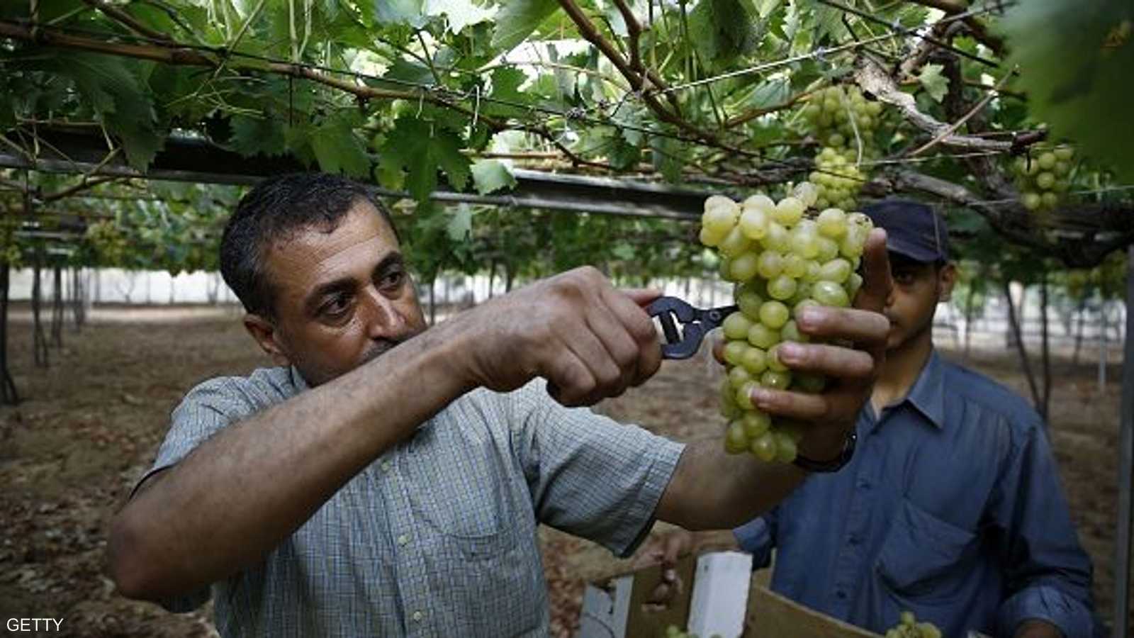 يعتبر العنب ثاني أكبر المزروعات في فلسطين بعد الزيتون.