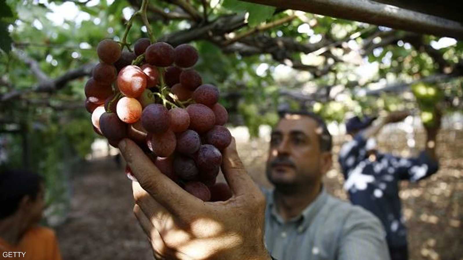 العنب في قطاع غزة يأخذ لونين غالبا هما الأحمر والأبيض.