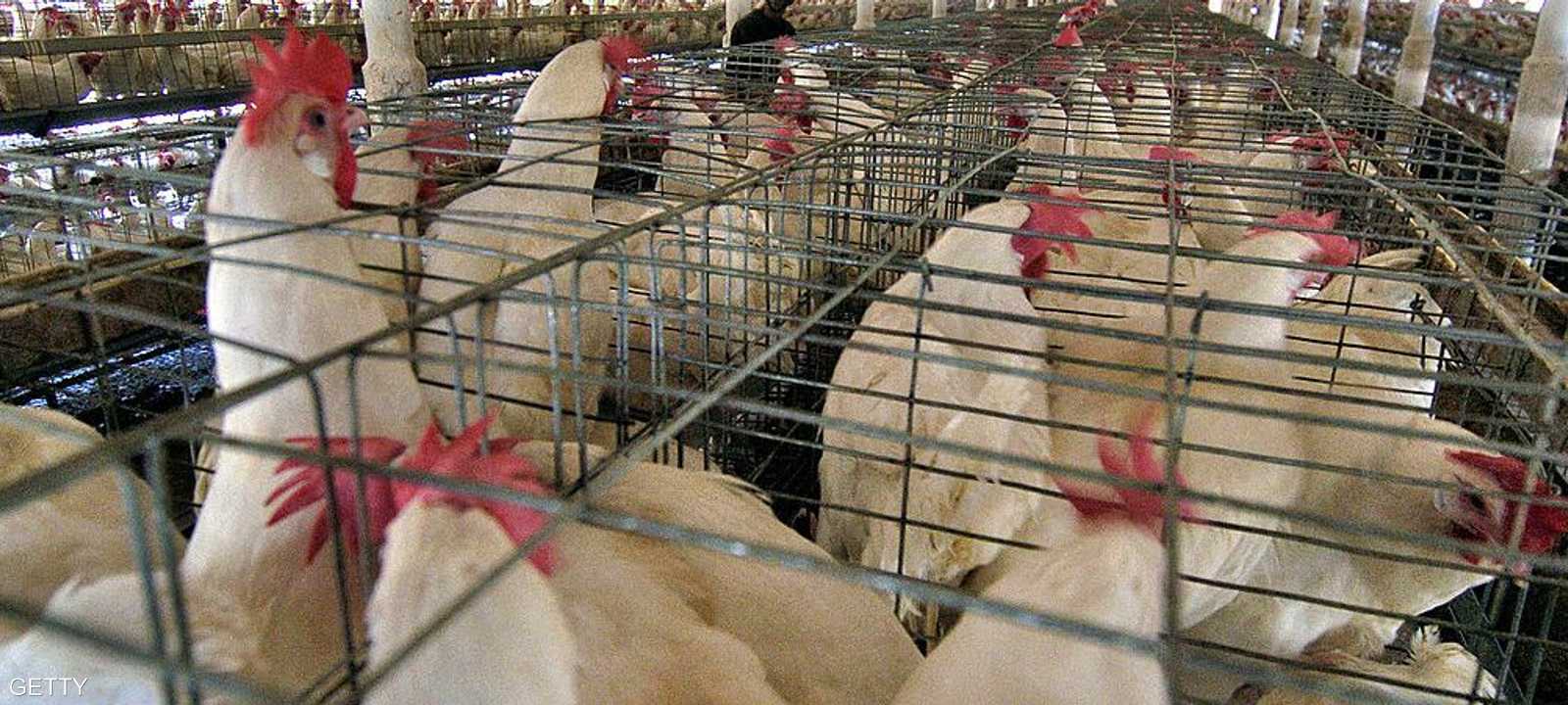 أزمة اللحوم الفاسدة ضربت قطاع اللحوم في البرازيل (أرشيف)