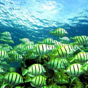 هاواي نقطة بيولوجية ساخنة