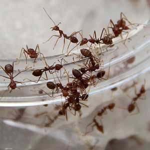 عالم النمل يعد بالكثير من المفاجآت