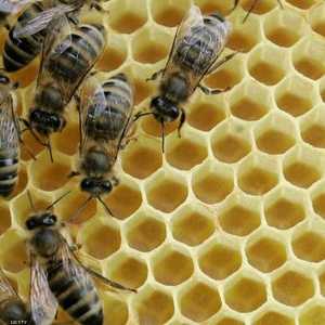 ملقحات النحل مهمة في قطاع الزراعة بالولايات المتحدة