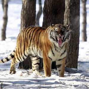 ما بين 221 إلى 450 من نمور الثلوج تعرضت للقتل سنويا منذ عام 2008