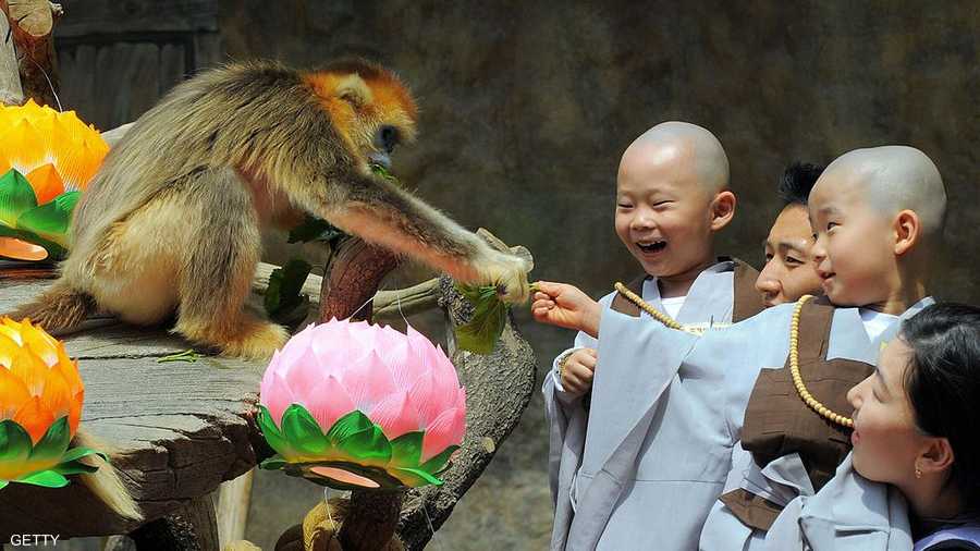 قرد يقاسم الأطفال لحظات مرحهم