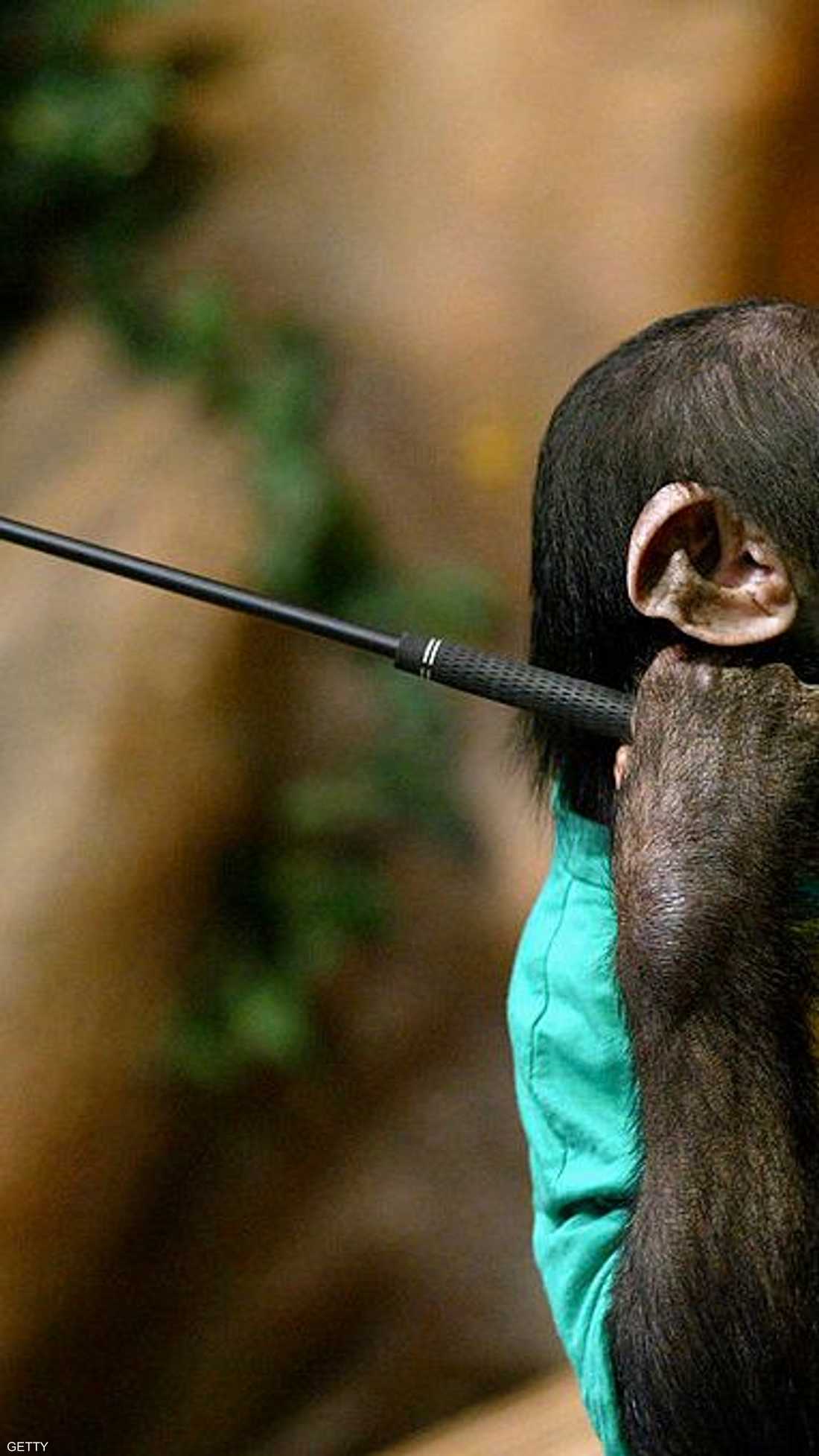 قرد يمرح ويلعب الغولف بإتقان