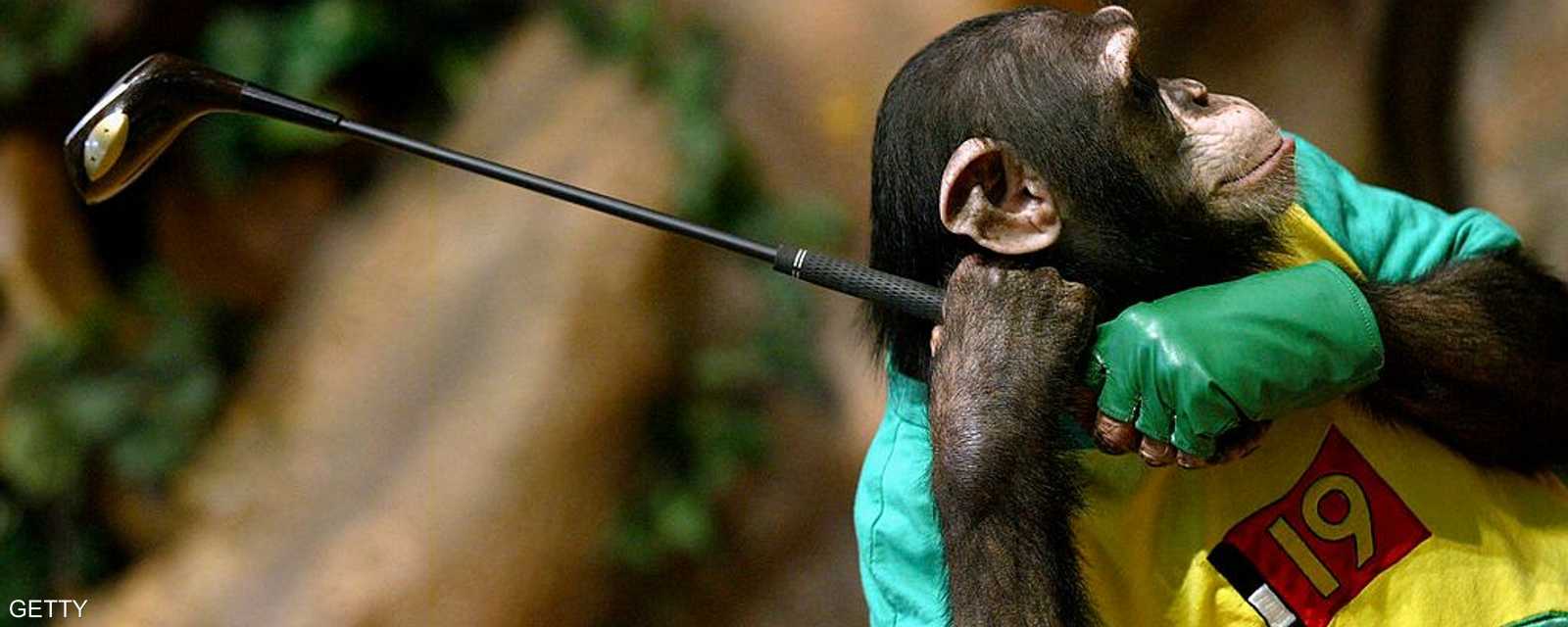 قرد يمرح ويلعب الغولف بإتقان