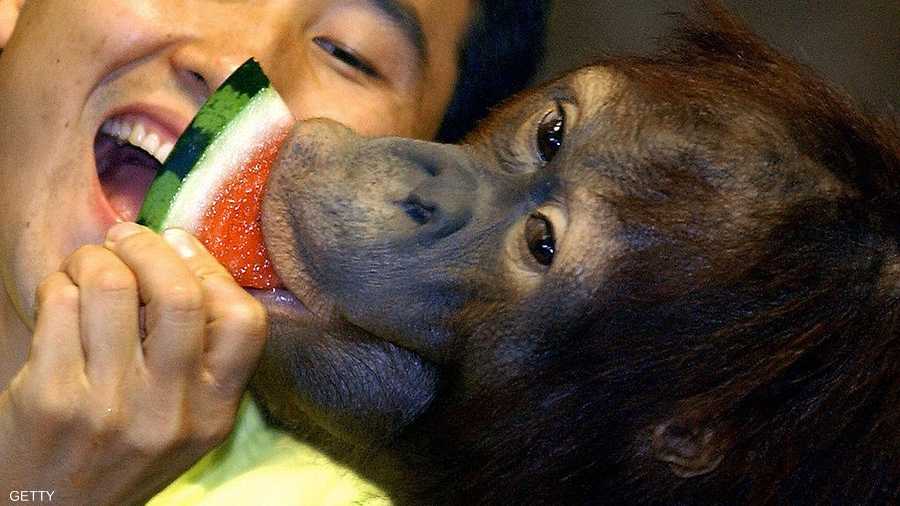 فاكهة وابتهاج