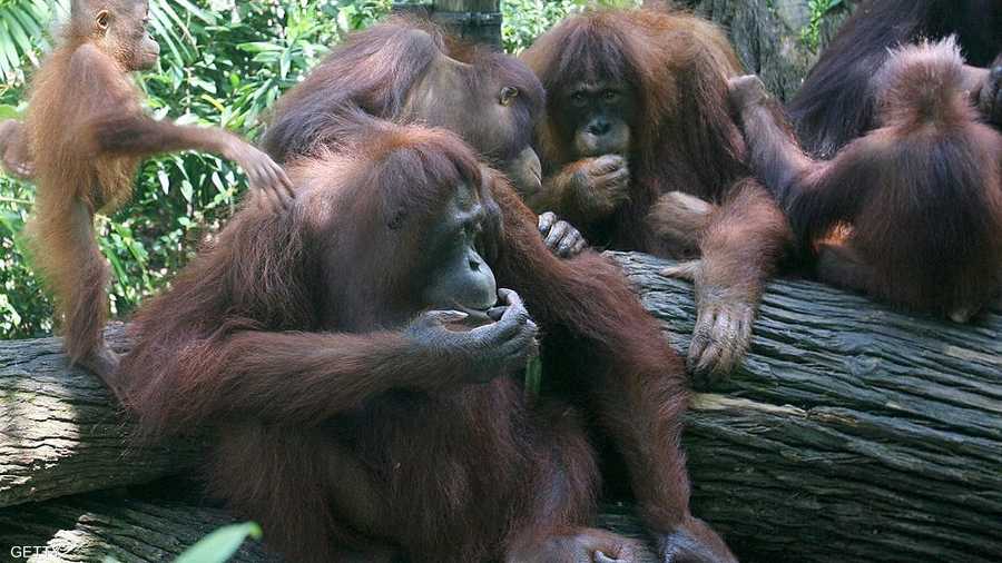 جلسة عائلية وأجواء من السعادة والحبور